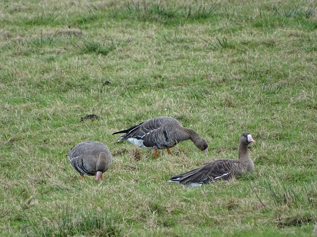 主场球迷就 主场球迷就